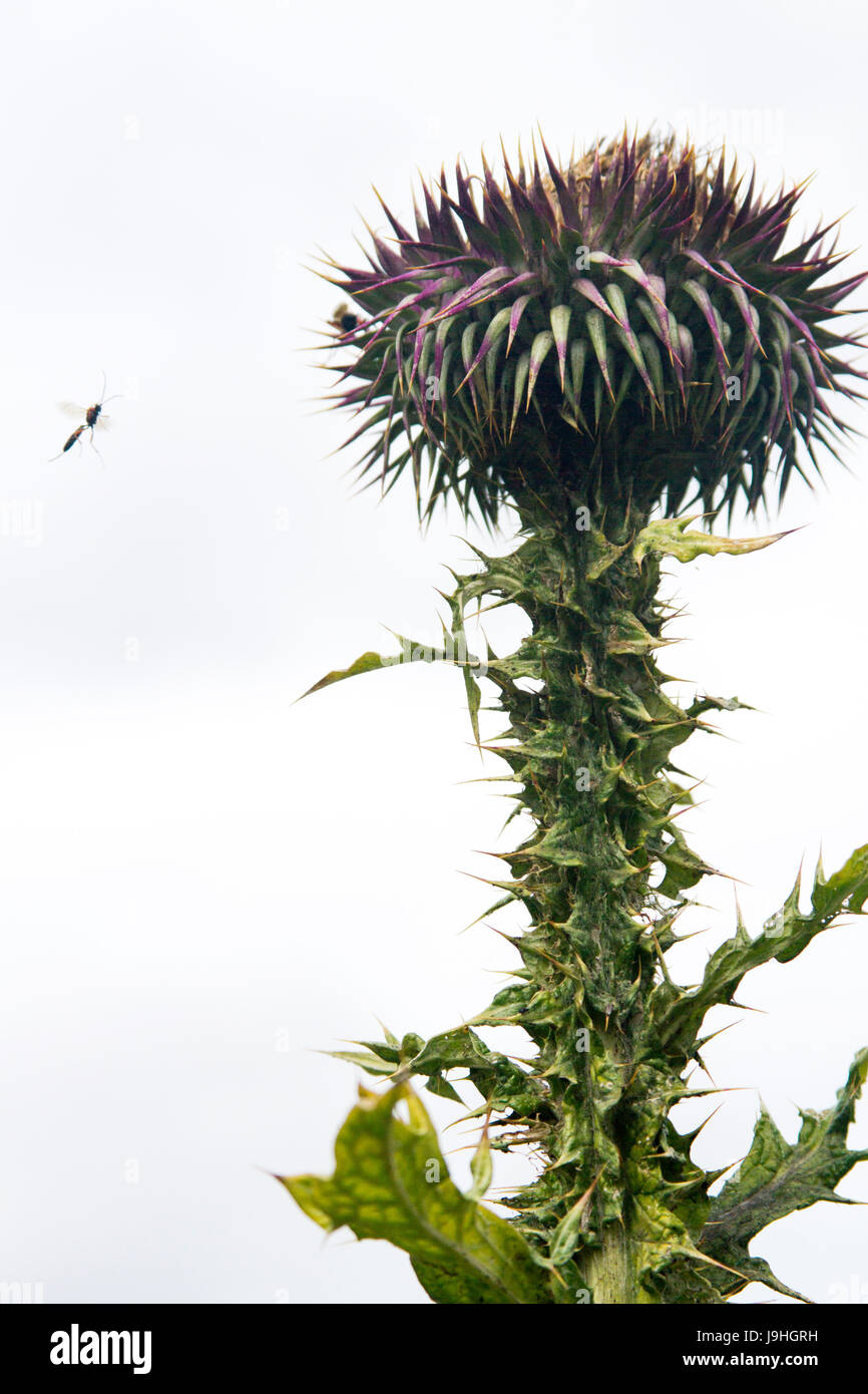 Scotch thistle (Onopordum acanthium) e wasp, Stoccolma, Svezia. Noto anche come cotone thistle Foto Stock