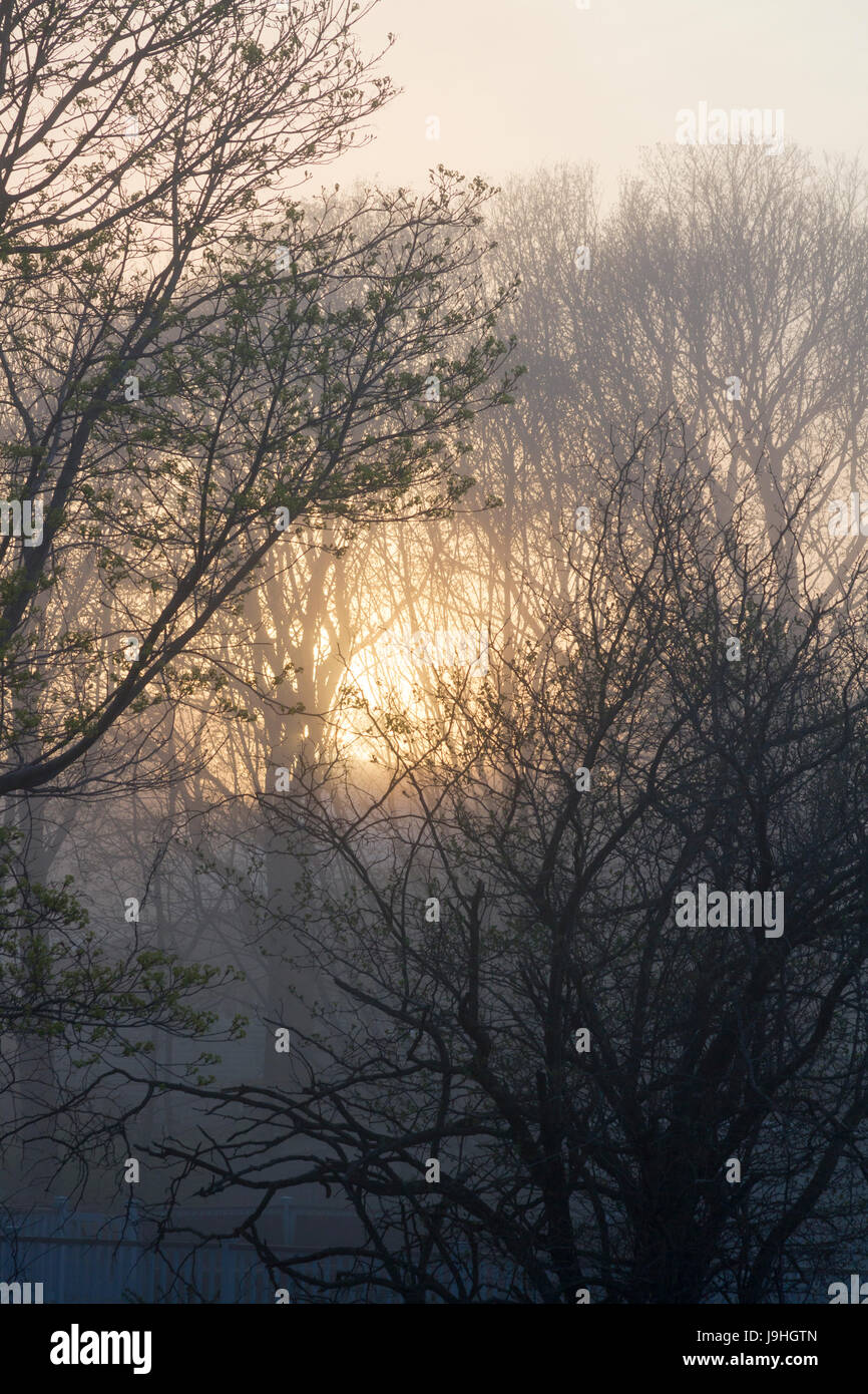 Alberi nella nebbia al tramonto Foto Stock