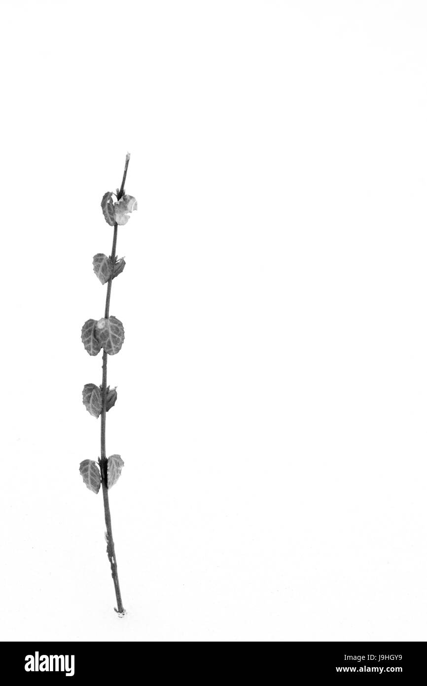 Singolo ramo di neve in bianco e nero Foto Stock