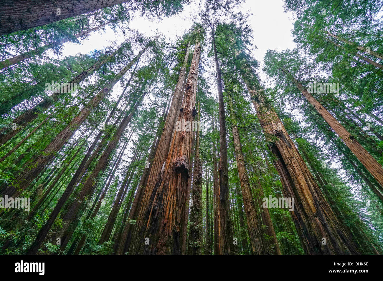 Avenue dei giganti al Parco Nazionale di Redwood Foto Stock