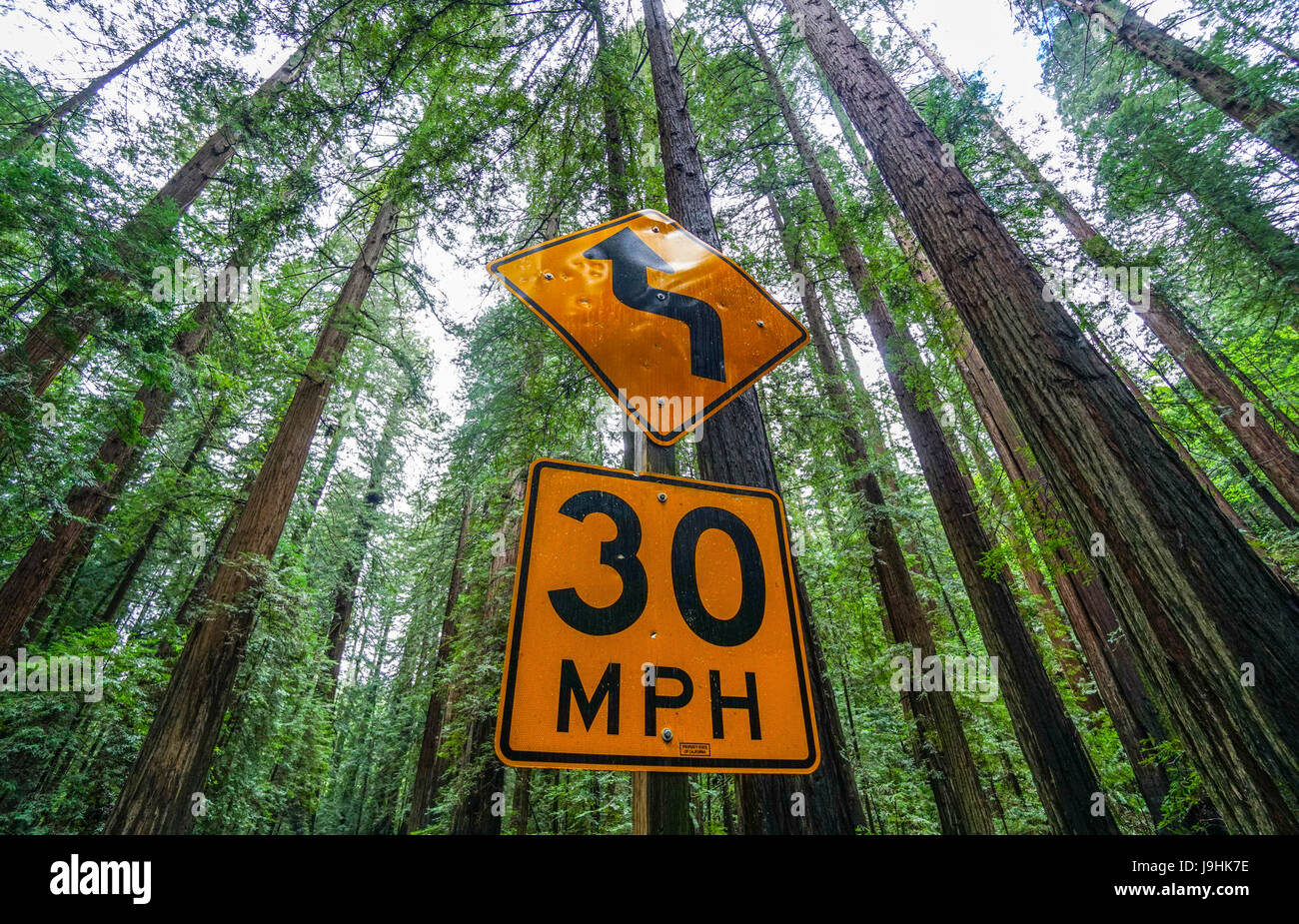Avenue dei giganti al Parco Nazionale di Redwood Foto Stock
