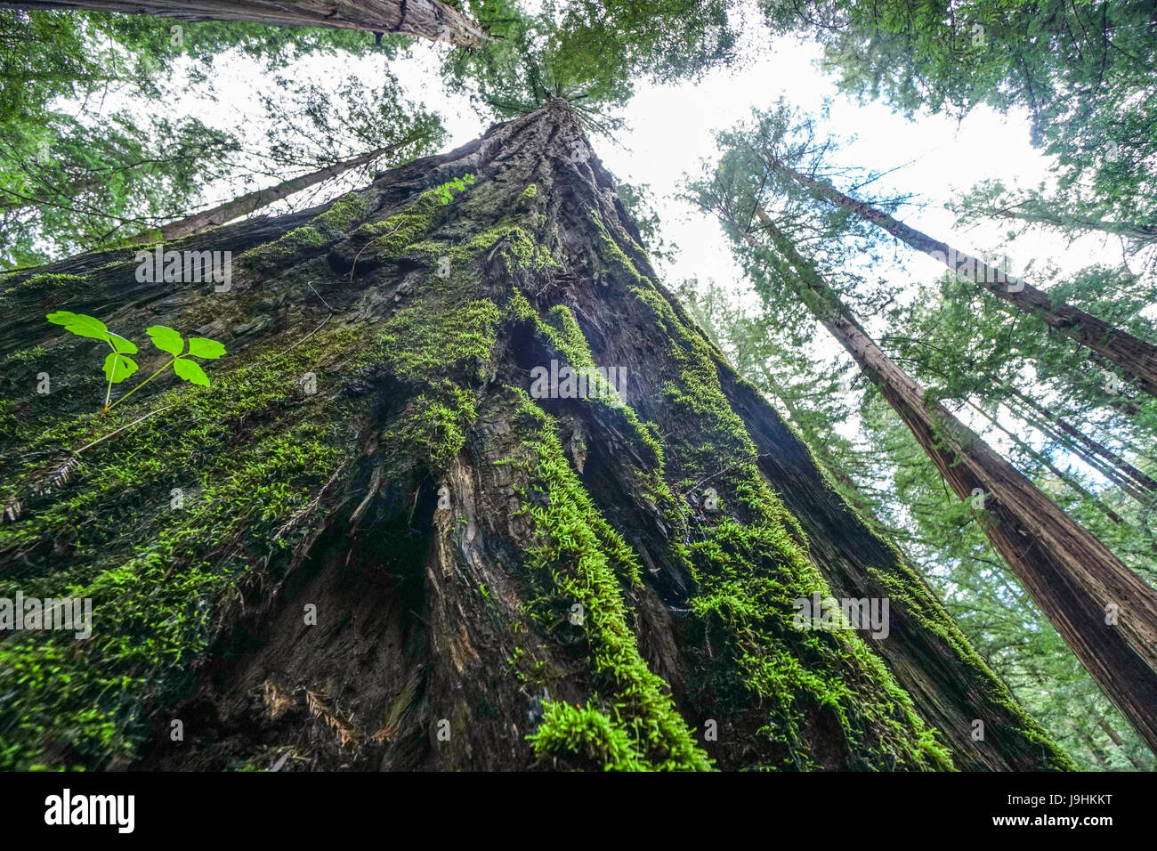 Avenue dei giganti al Parco Nazionale di Redwood Foto Stock