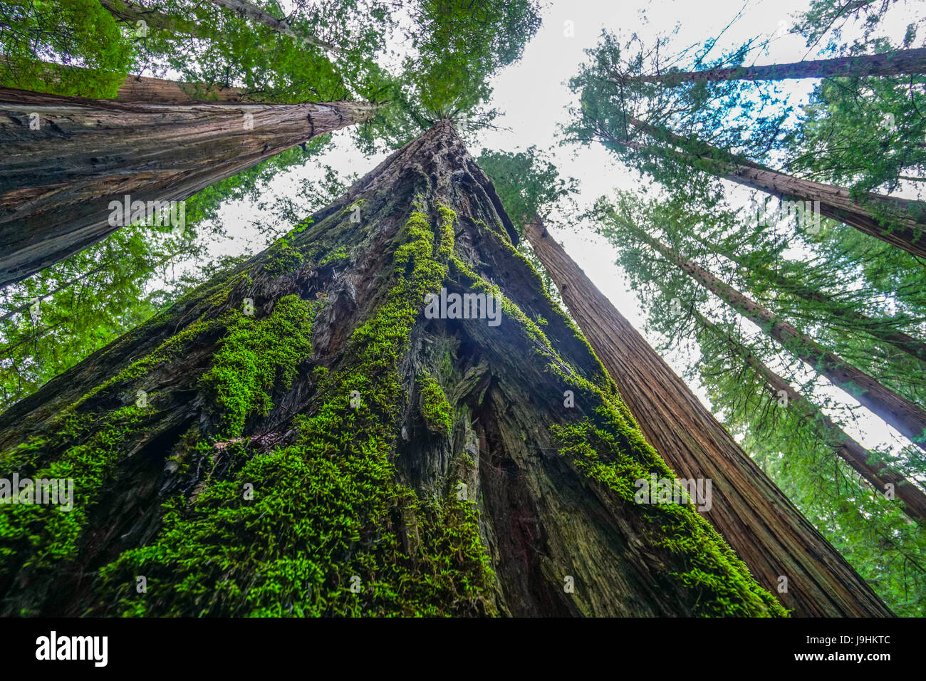 Avenue dei giganti al Parco Nazionale di Redwood Foto Stock