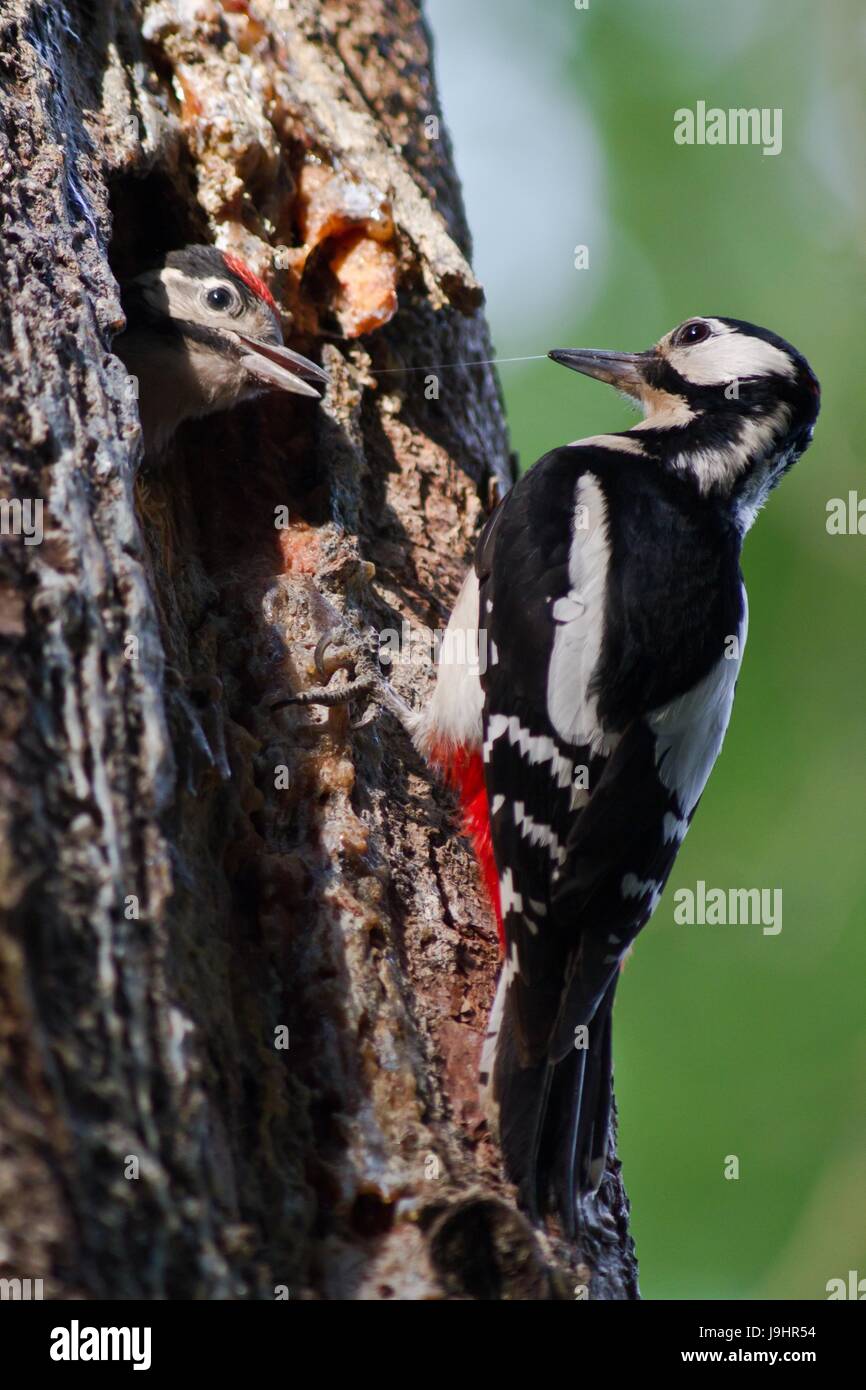 Albero, grotta, alimentati, baum bruthhle buntspecht dendrocopos fttert ftterung hhle Foto Stock