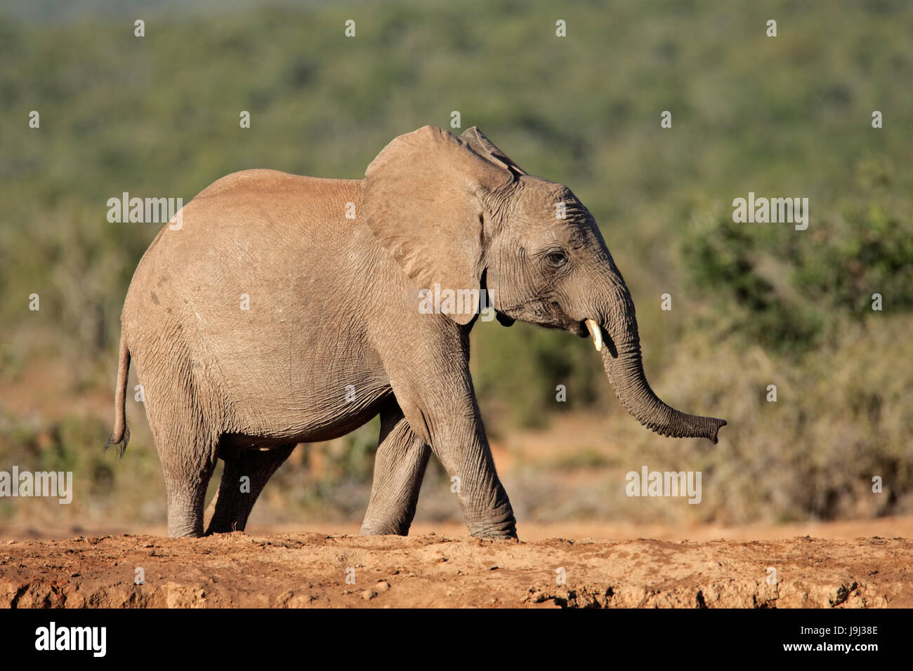 Mammifero, africa, elefante, tronco, fauna selvatica, sud africa, Africana, gambe, viaggi Foto Stock