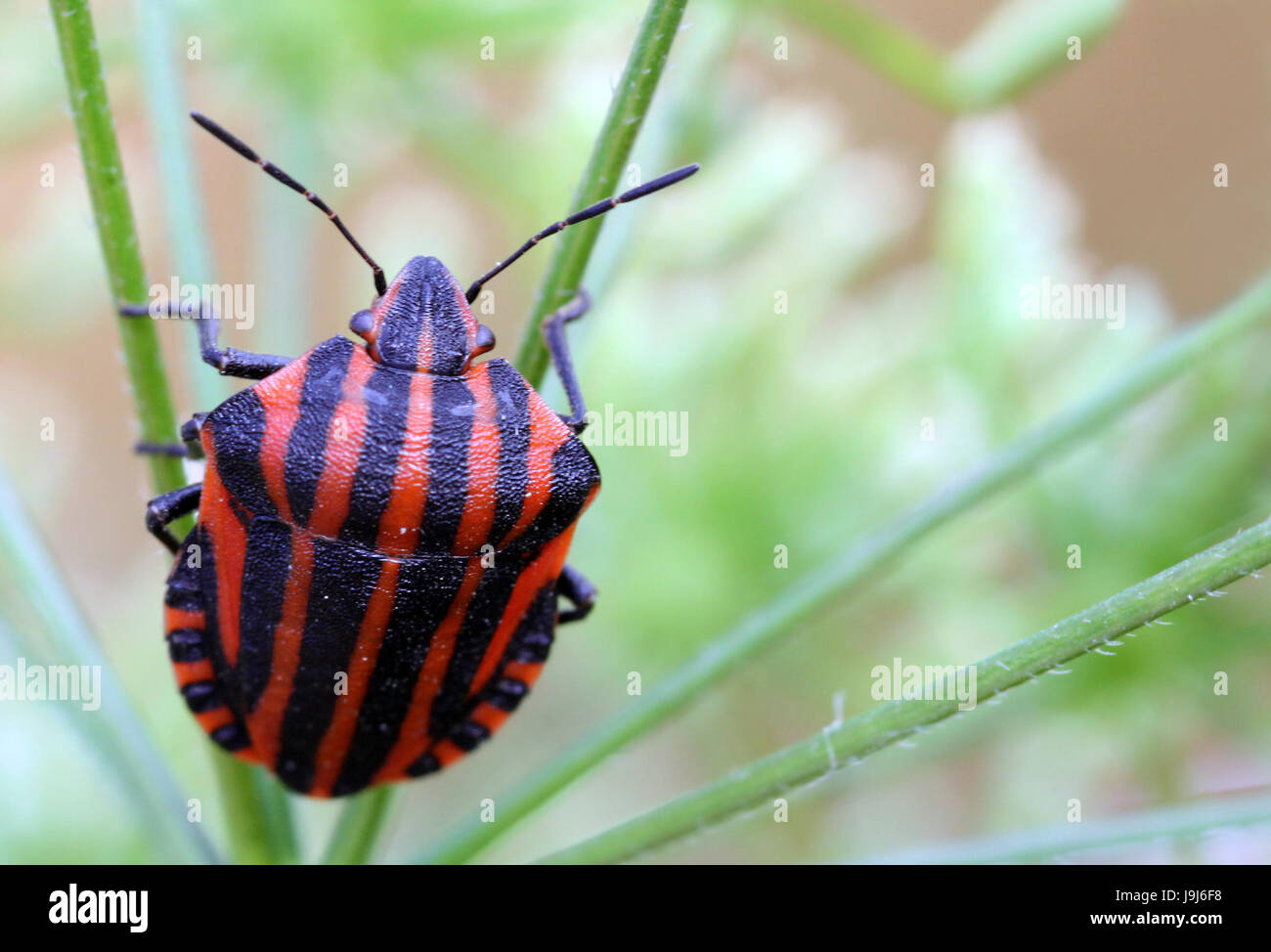 Graphosoma lineatum Foto Stock