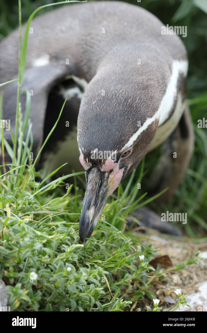 Impianto, uccelli, uccelli, zoo, penguin, molla, becco, interessati, storte, deformato, Foto Stock