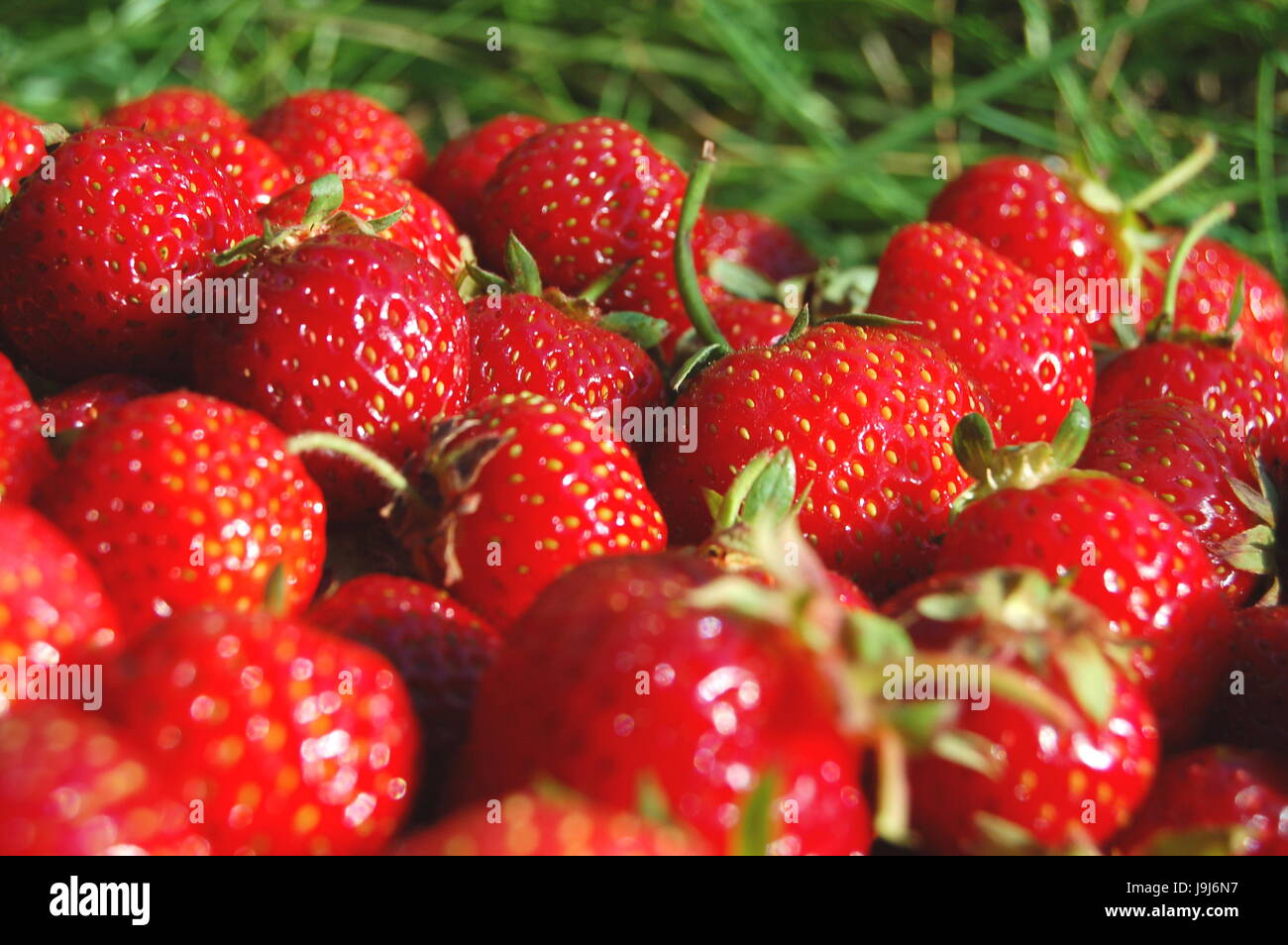 Morbida e molla, rimbalzando, rimbalza, hop, saltando, frisks, saltando, jump, frutta, Foto Stock