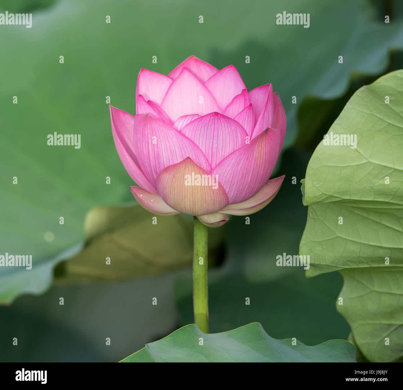 Ninfea o fiore di loto in acqua,il simbolo di purezza. Foto Stock