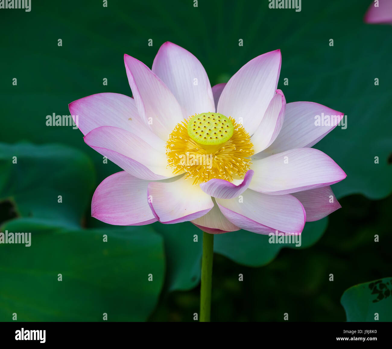 Ninfea o fiore di loto in acqua,il simbolo di purezza. Foto Stock