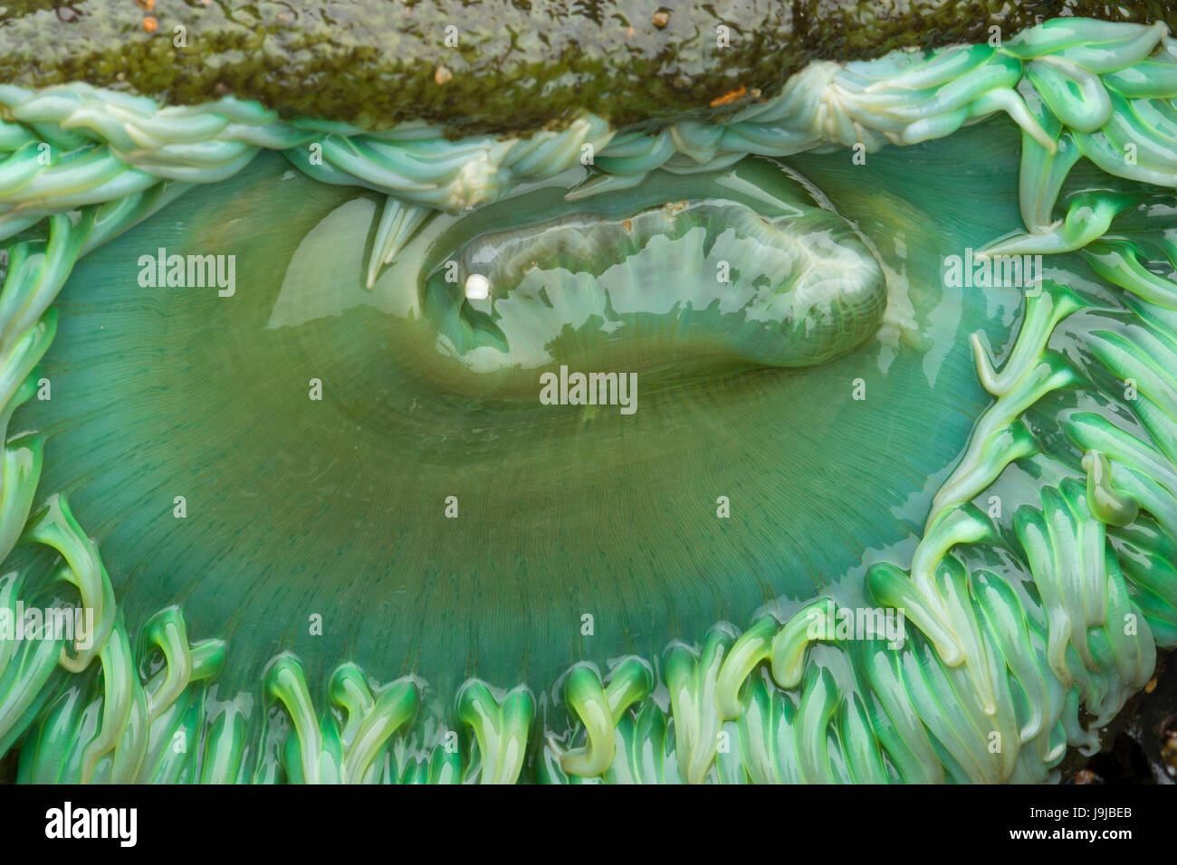 Green anemone, Yachats parco statale, Oregon Foto Stock