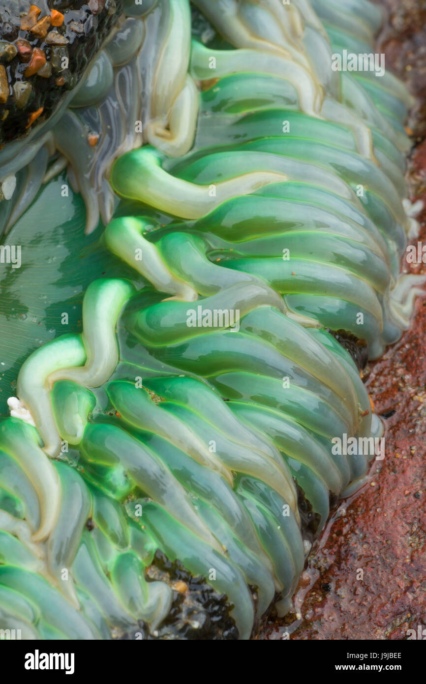 Green anemone, Yachats parco statale, Oregon Foto Stock