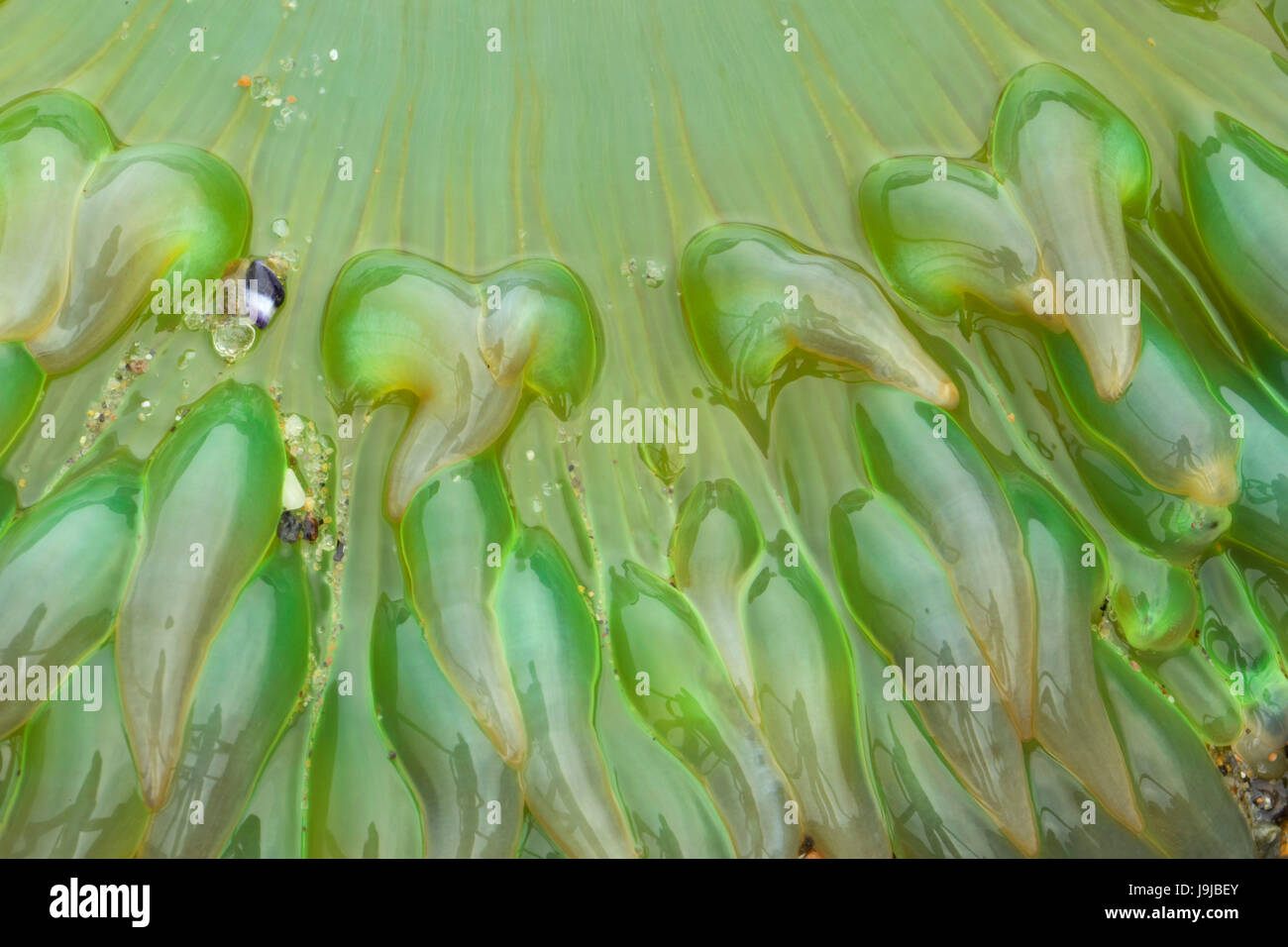 Green anemone, Yachats parco statale, Oregon Foto Stock