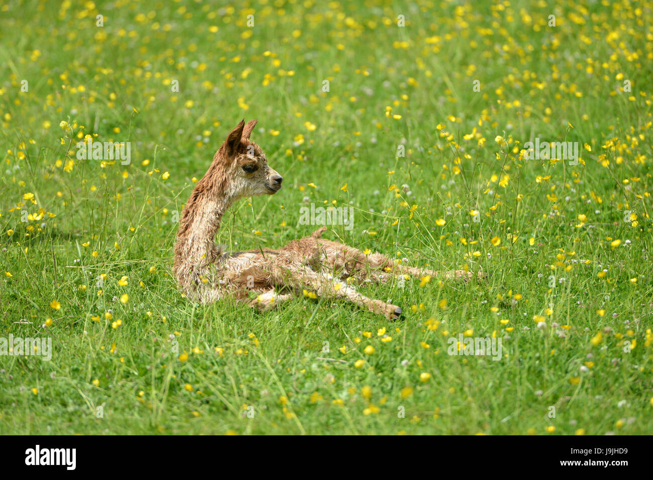 Baby alpaca in un prato di renoncules Foto Stock