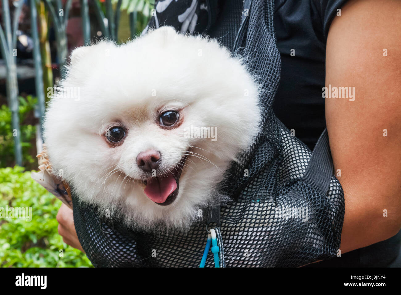 Cina, Hong Kong Causeway Bay, Cane in bracci di proprietari Foto Stock