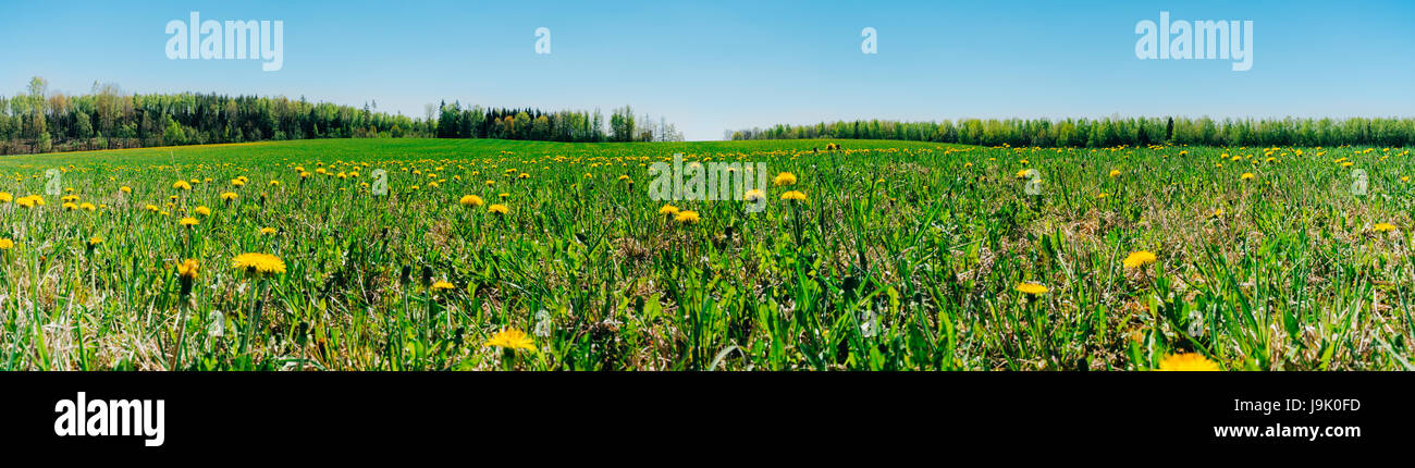 Panorama di lussureggiante campo primaverile con fiori di tarassaco sulla luminosa giornata di sole. Sfondo di primavera Foto Stock