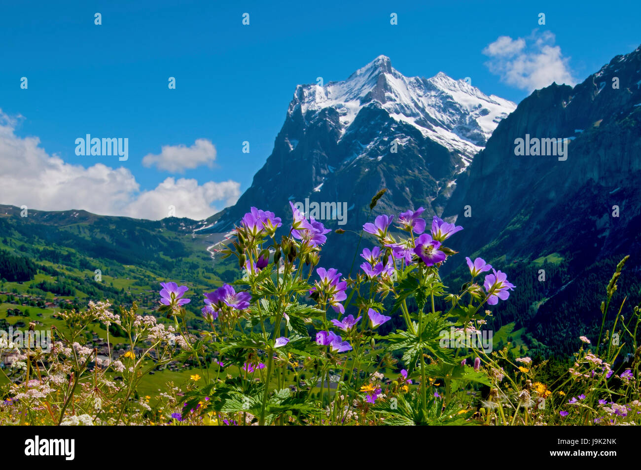 Flower meadow, pascoli, montagne, Alpi, escursione, fare escursioni, escursione, alp, Foto Stock