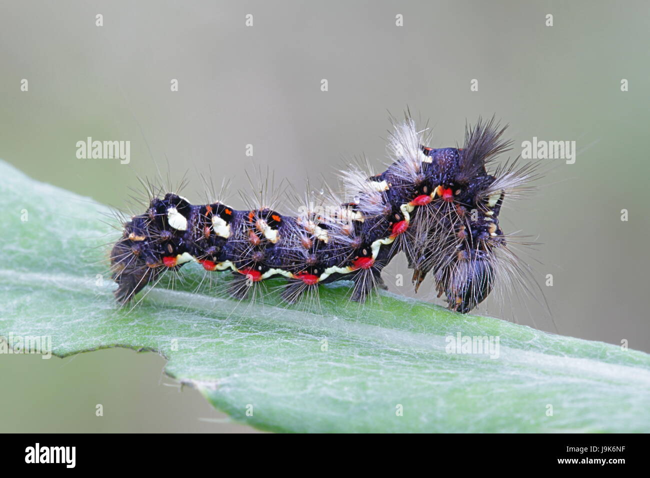 Nodo di erba, falena Acronicta rumicis Foto Stock