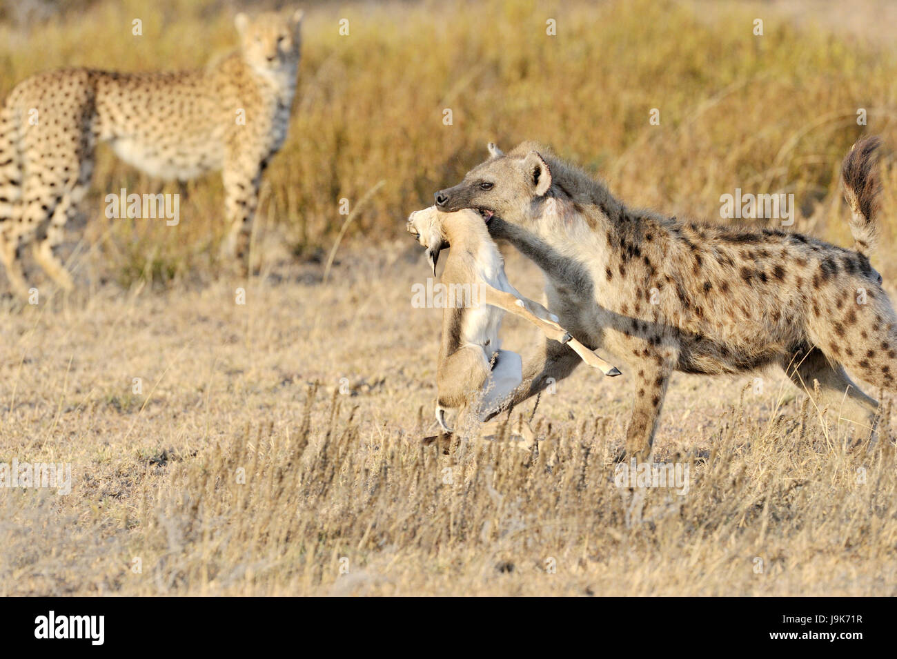 Spotted Hyena (Crocuta crocuta) con ucciso Thomson Gazelle, con ghepardo (Acinonyx jubatus) in background, Serengeti National Park, Tanzania Foto Stock