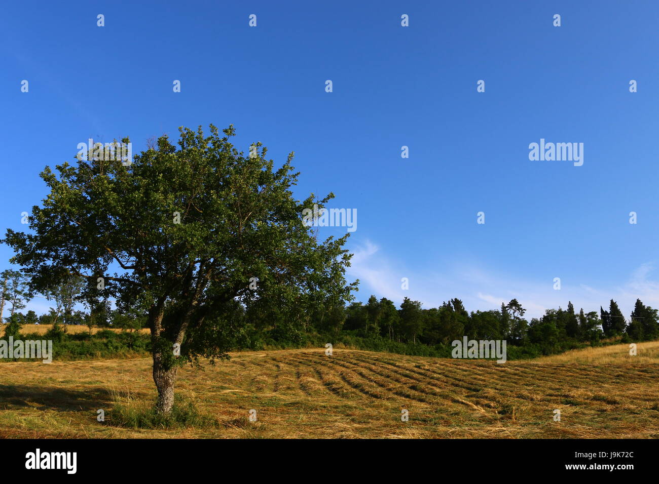 Paesaggio italiano, Toscana Foto Stock