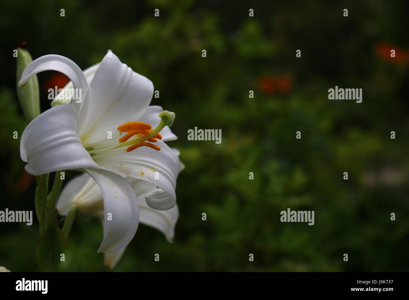 Il Lilium Longiflorum, giglio bianco Foto Stock