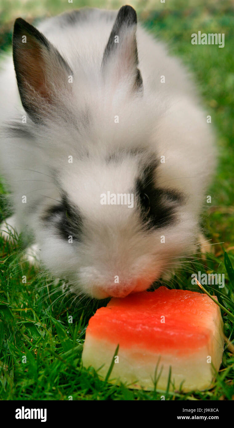 Animali domestici, di roditore, pasqua, coniglio, campi, boschi, fauna selvatica, bunny, coniglietti, parco, Foto Stock