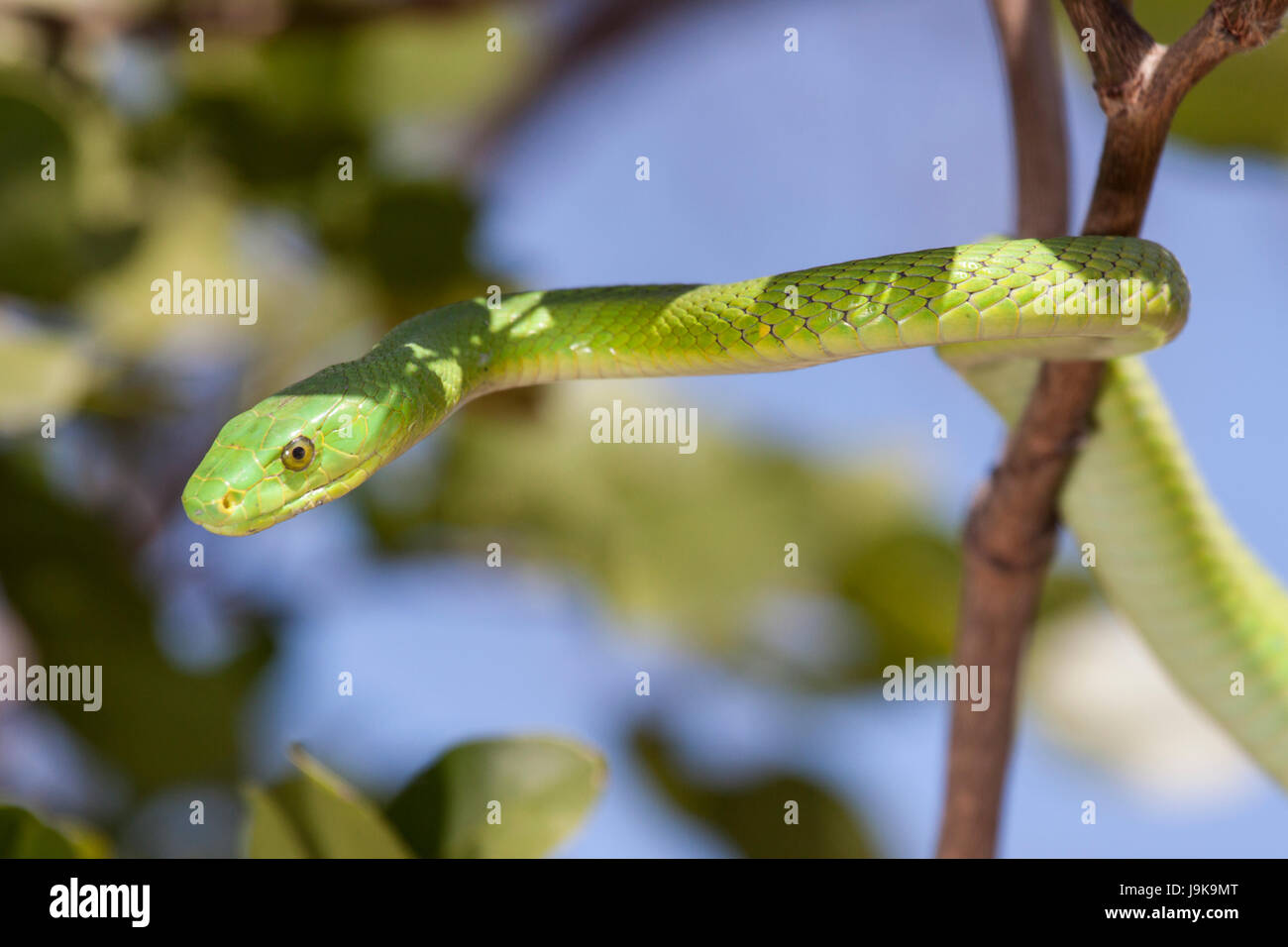 Verde, snake, pericolosi, tossici, velenosi, albero, animale, verde, Africa Foto Stock