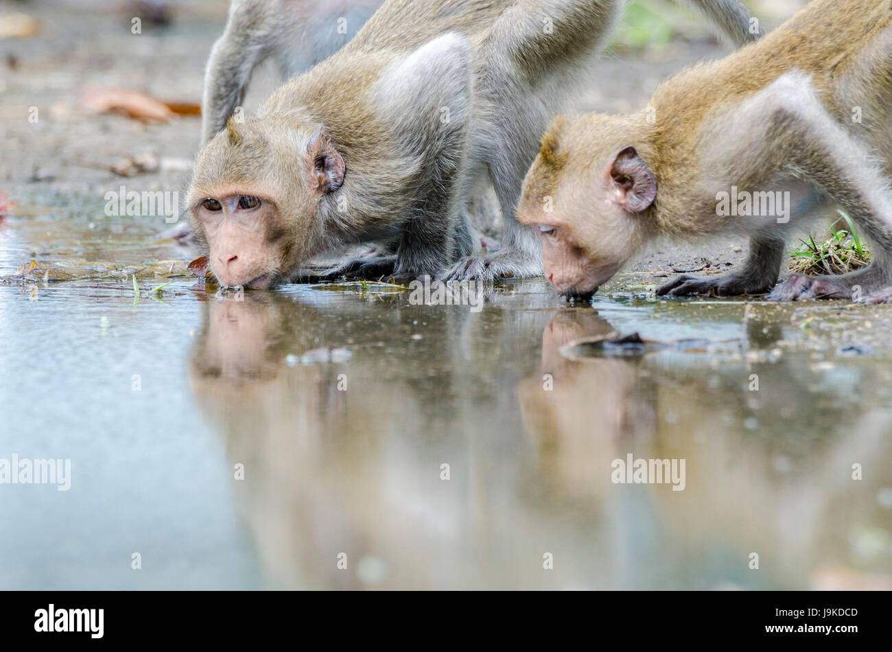 Una piccola truppa di Macachi mangiatori di granchi (Macaca fascicularis) o di lunga coda Macaque bevendo acqua piovana da una pozza in Thailandia Foto Stock
