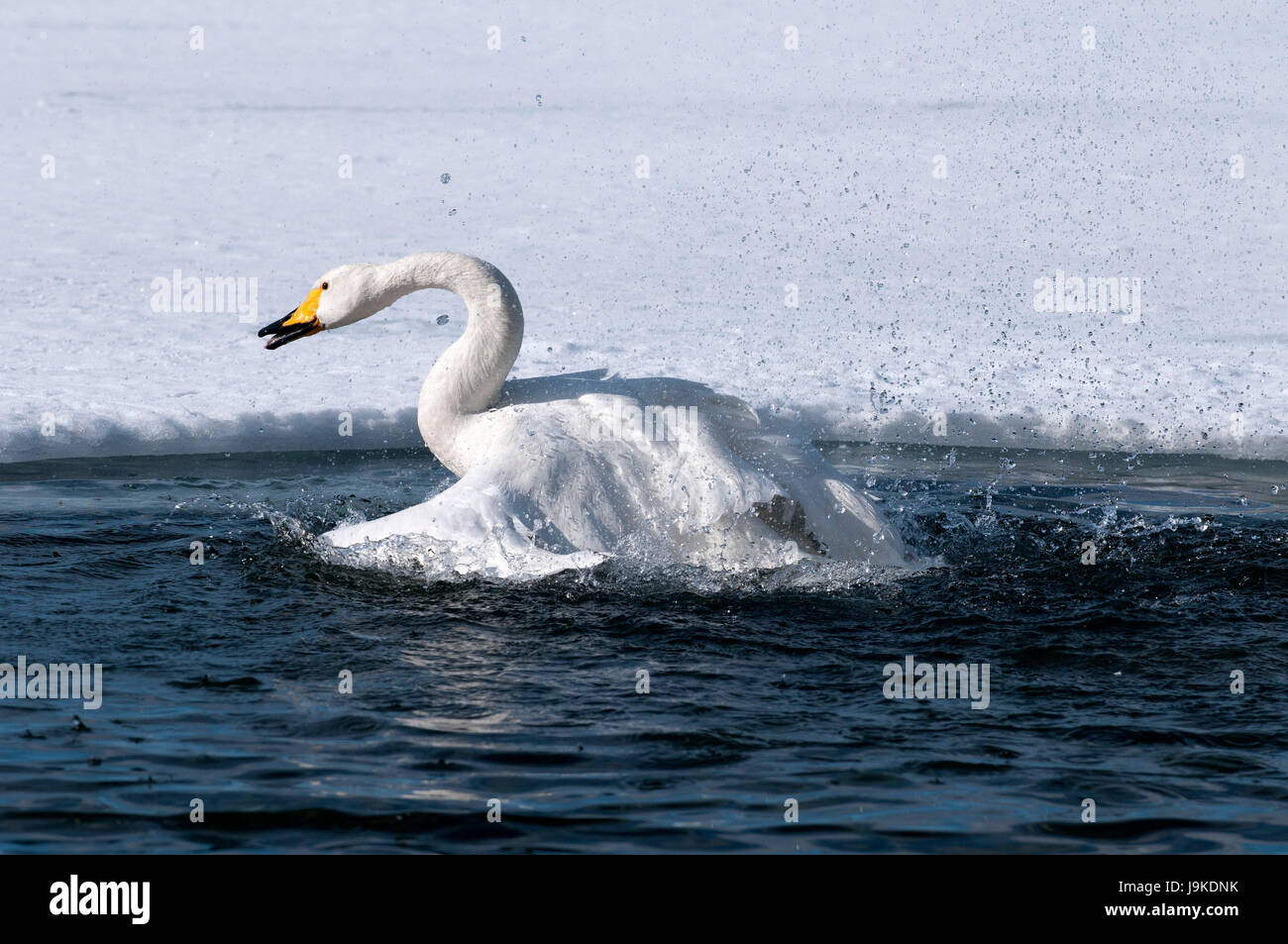 Whooper swan, wc (Cygnus Cygnus), Giappone Foto Stock
