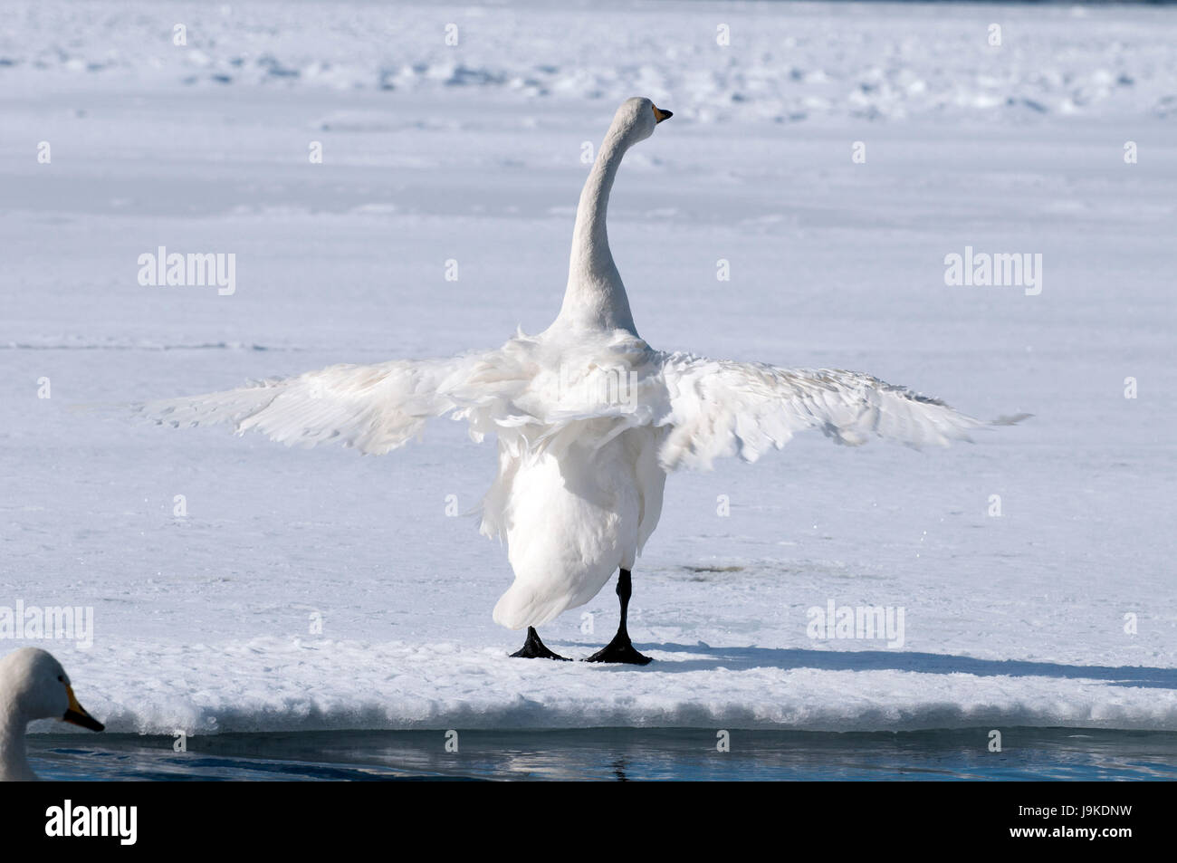 Whooper swan (Cygnus Cygnus), Giappone Foto Stock