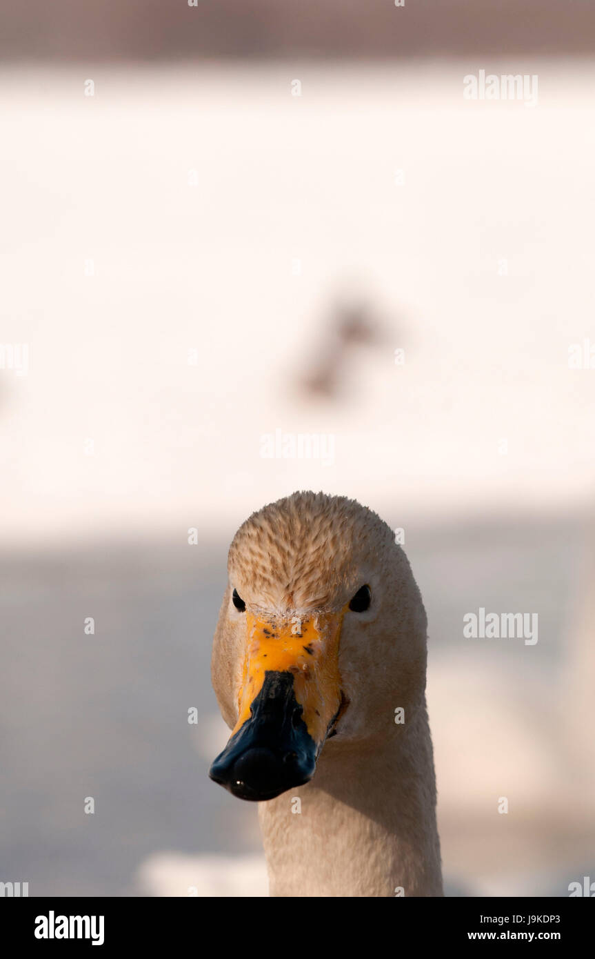 Whooper swan (Cygnus Cygnus), Ritratto, Giappone Foto Stock