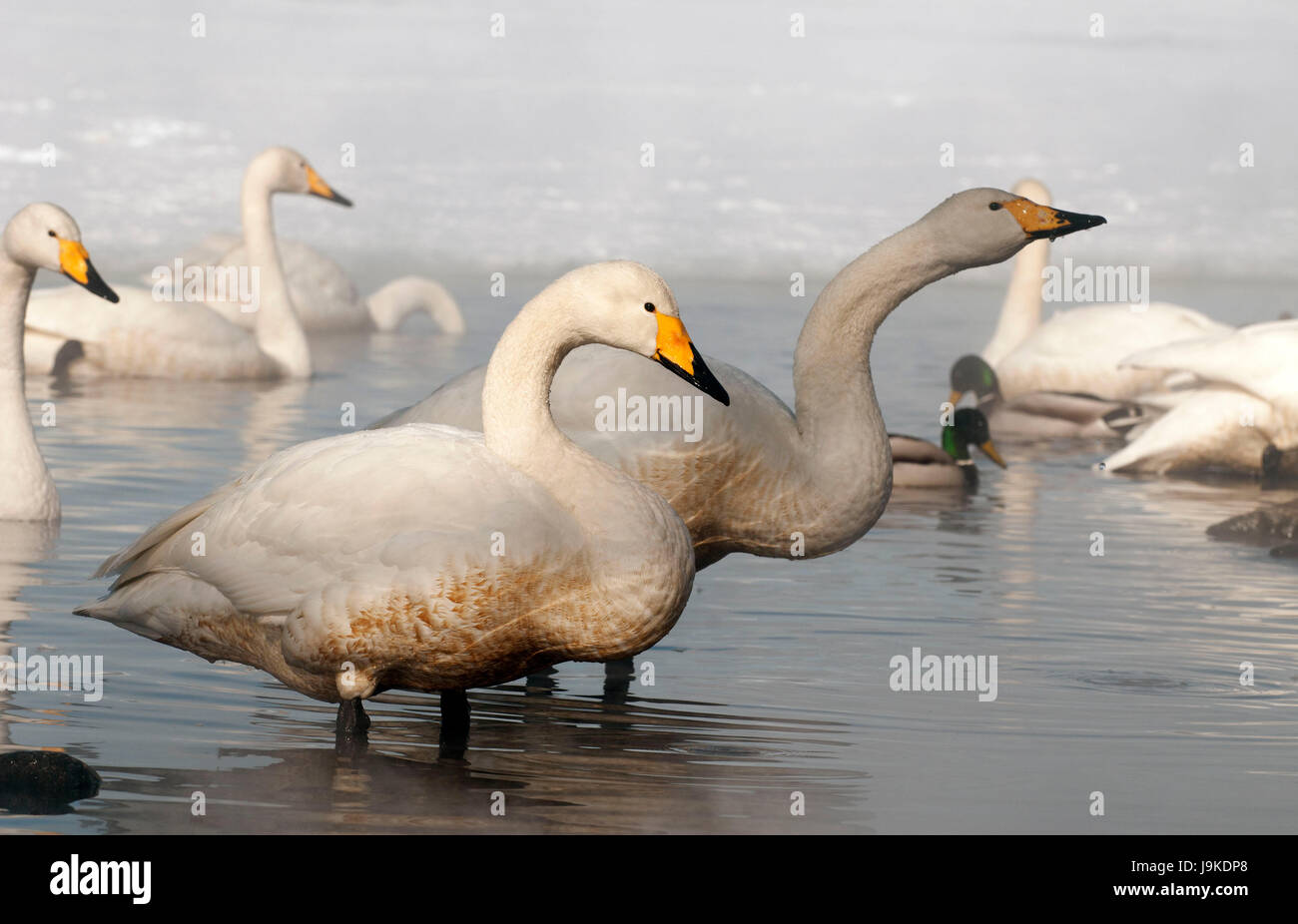 Whooper swan (Cygnus Cygnus), Giappone Foto Stock