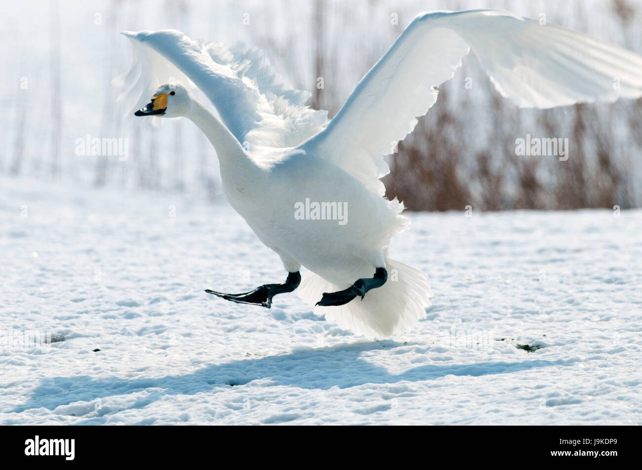 Whooper swan battenti (Cygnus Cygnus), lo sbarco, Giappone Foto Stock