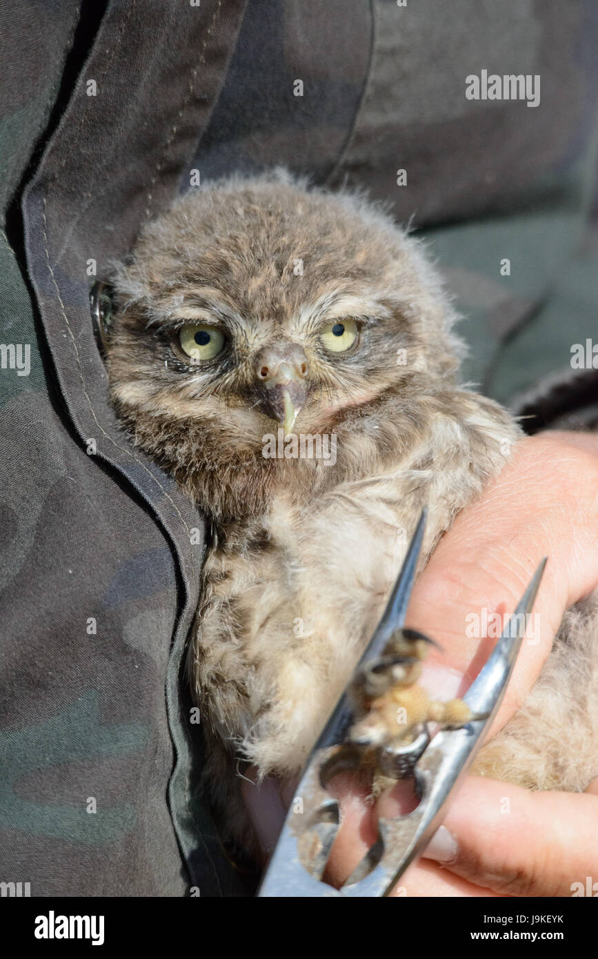 Un volontario per il belga non-profit Noctua bande con un tag di un bambino piccolo gufo come parte di uno sforzo di conservazione a Wingene Air Base Maggio 31, 2017 in Wingene, Belgio. Foto Stock