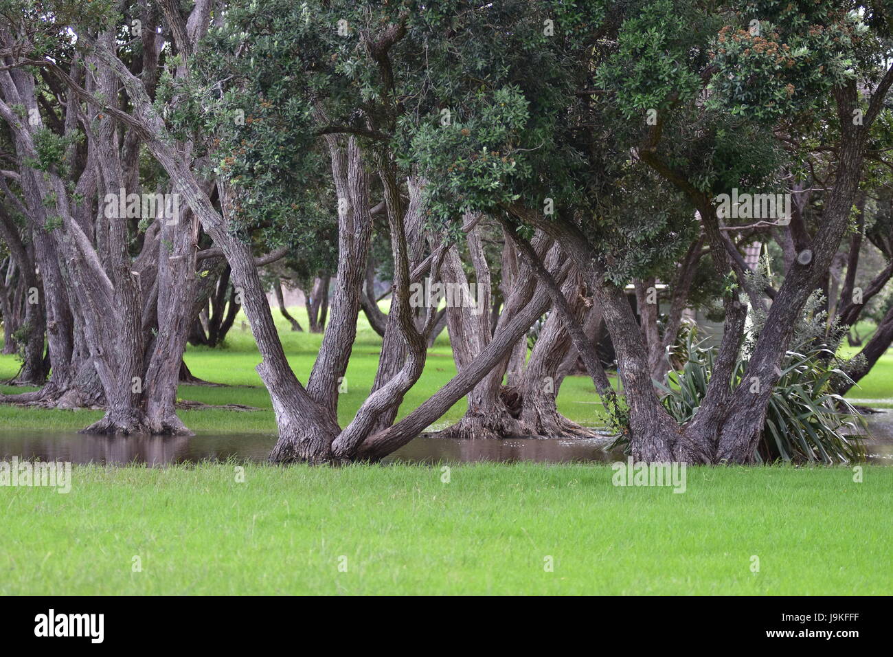 Pohutukawa tronchi di alberi in acqua calma di allagamento del prato nel parco regionale dopo abbondanti piogge. Foto Stock