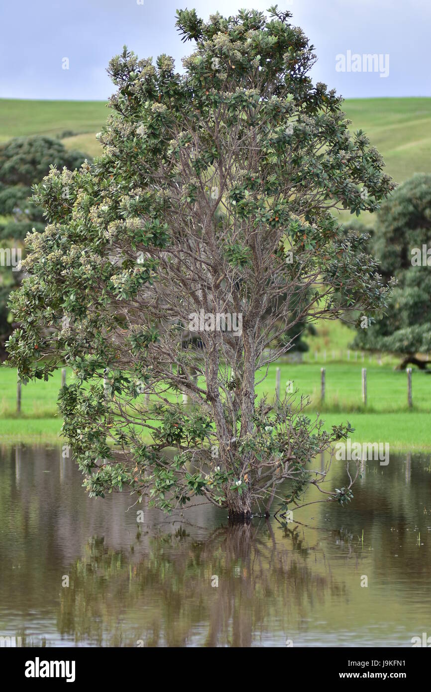 Giovane albero pohutukawa in acqua calma di allagamento del prato dopo la pioggia pesante. Foto Stock