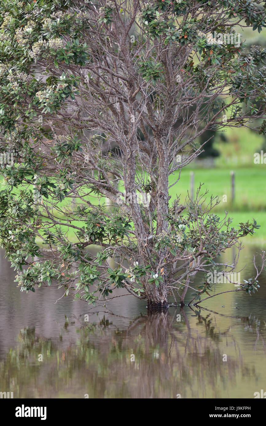 Giovane albero pohutukawa in acqua calma di allagamento del prato dopo la pioggia pesante. Foto Stock