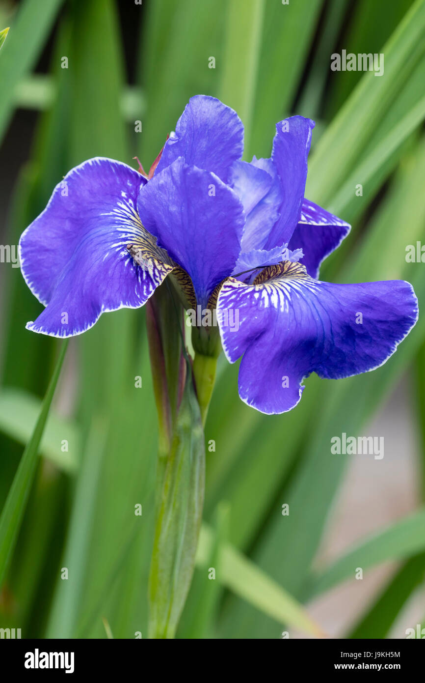 Chiusura del fiore del modulo selezionato del Siberiano, iris Iris sibirica 'Silver Edge" Foto Stock