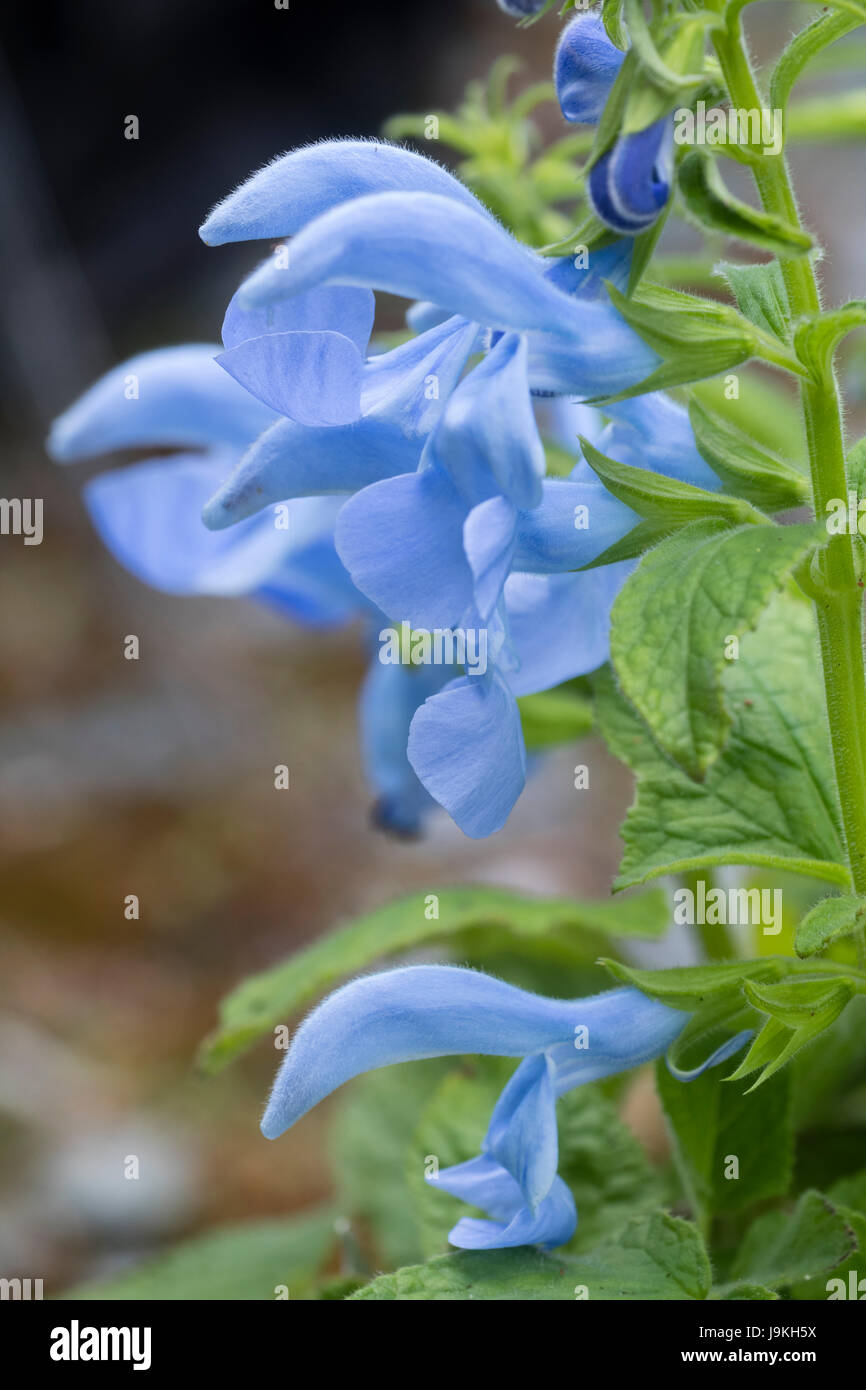 Luce fiori blu di semi-hardy ornamentali, salvia Salvia patens 'Patio blu cielo' Foto Stock