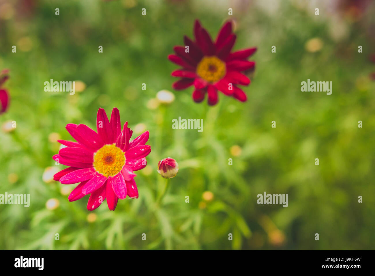 Un bel fiore rosa con verde in background. Foto Stock