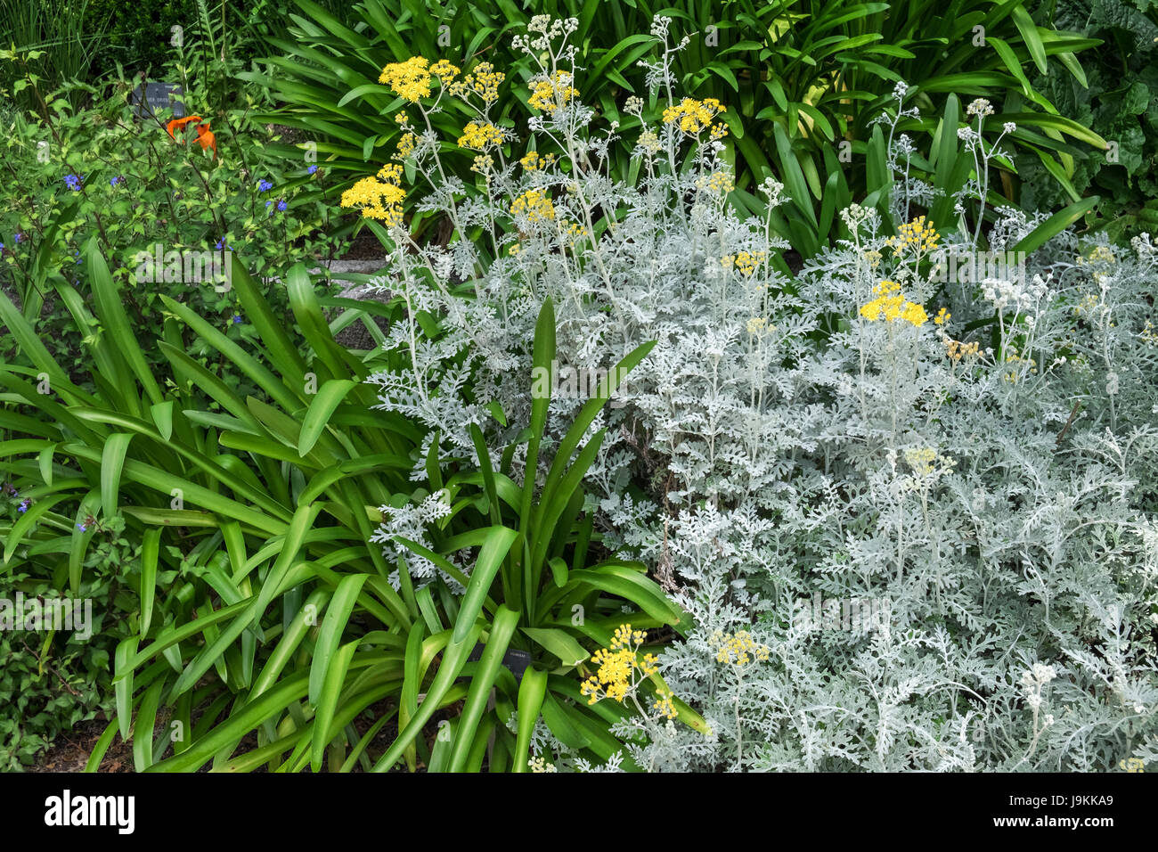 Pianta perenne combinazioni nelle aiuole al Real Jardin Botanico (Royal Botanic Garden), Madrid, Spagna Foto Stock