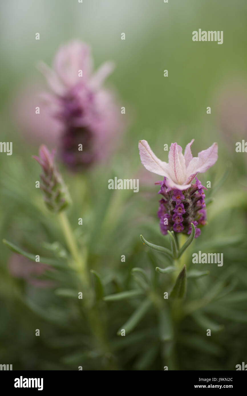 Lavandula Ruffles fragola. Grande fiore rosa Foto Stock