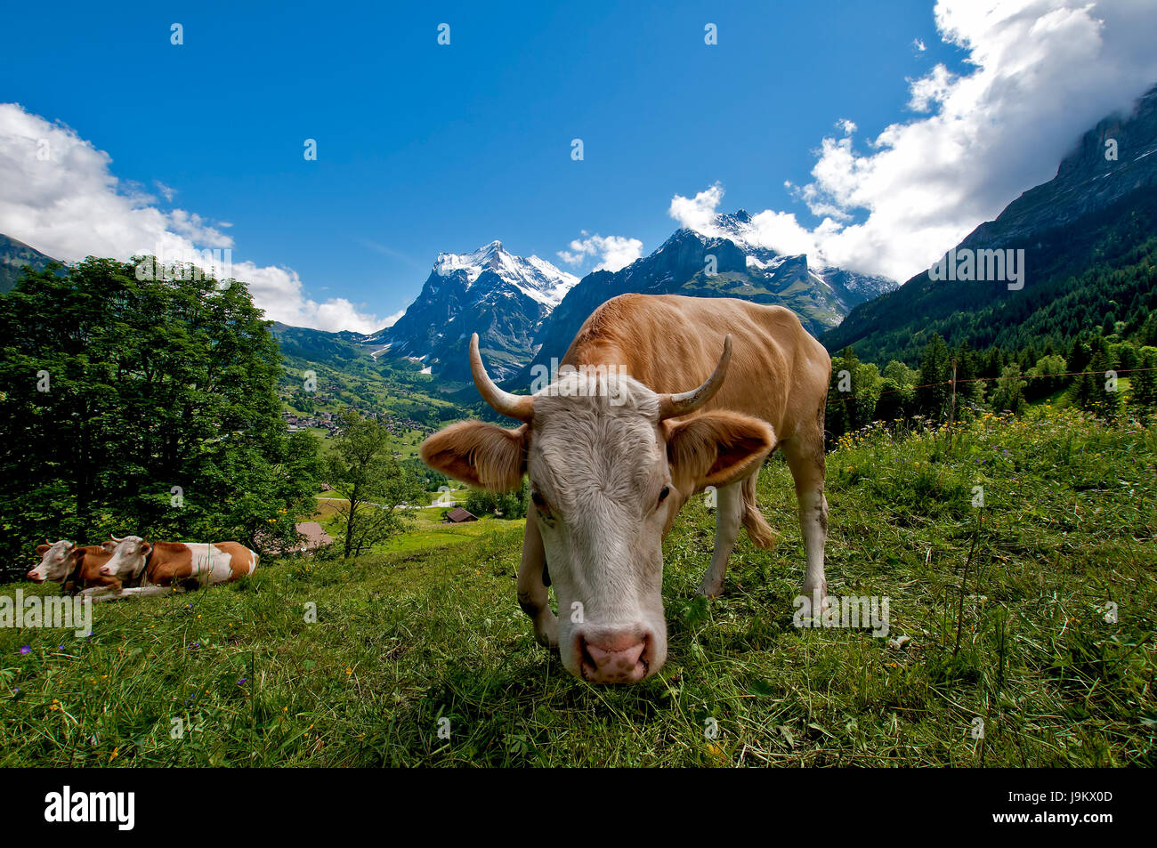 Agricoltura, allevamento, Svizzera, mucca, animali di fattoria, milker, montagne, pet, Foto Stock