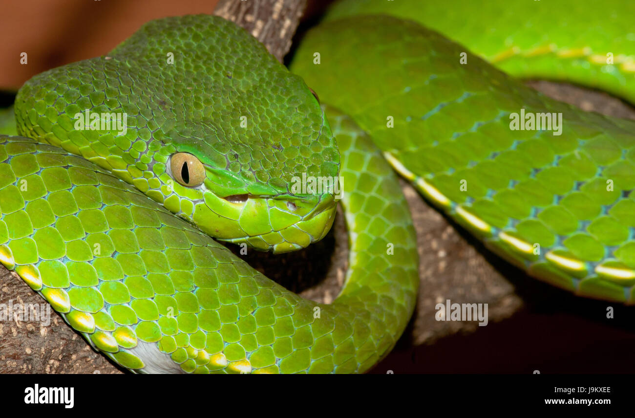 Macro Close-up, macro di ammissione, vista ravvicinata, animale, rettile, snake, Foto Stock