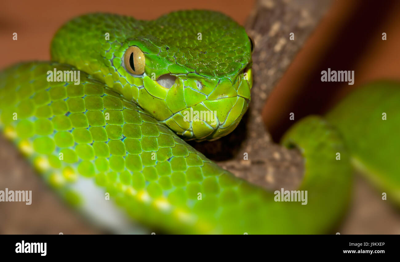 Closeup, snake, mortale, Viper, pericoloso, verde, pericolo, bella, Foto Stock