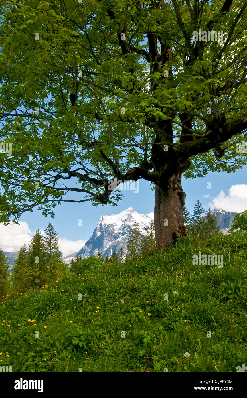 Flower meadow, pascoli, albero, montagne, Alpi, escursione, fare escursioni, escursione, Foto Stock