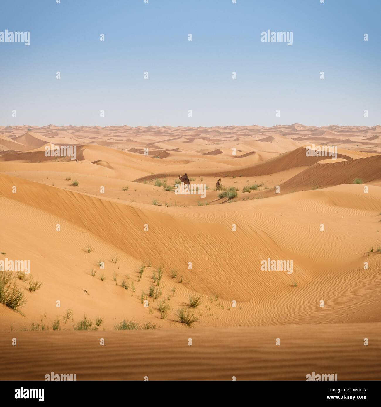 Desolato e modelli hypnotising sulle sabbie del deserto negli Emirati Arabi Uniti Foto Stock