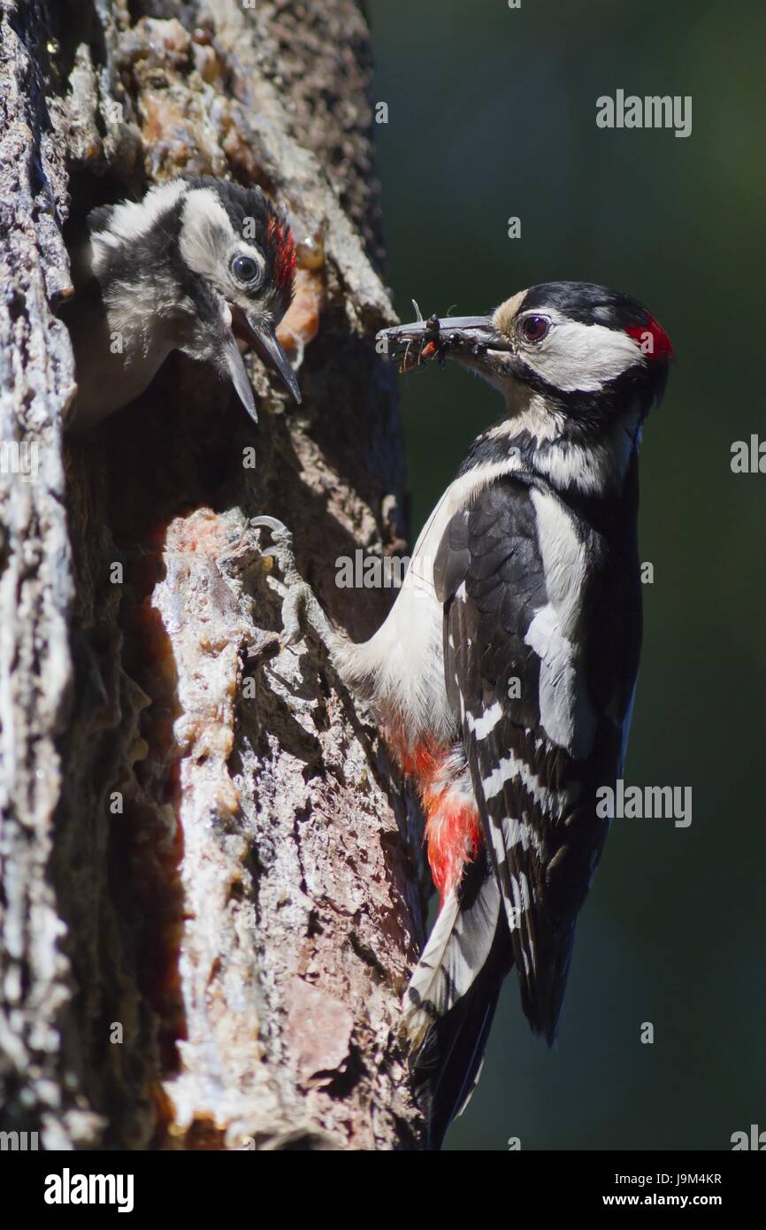 Albero, grotta, alimentati, baum bruthhle buntspecht dendrocopos fttert ftterung hhle Foto Stock