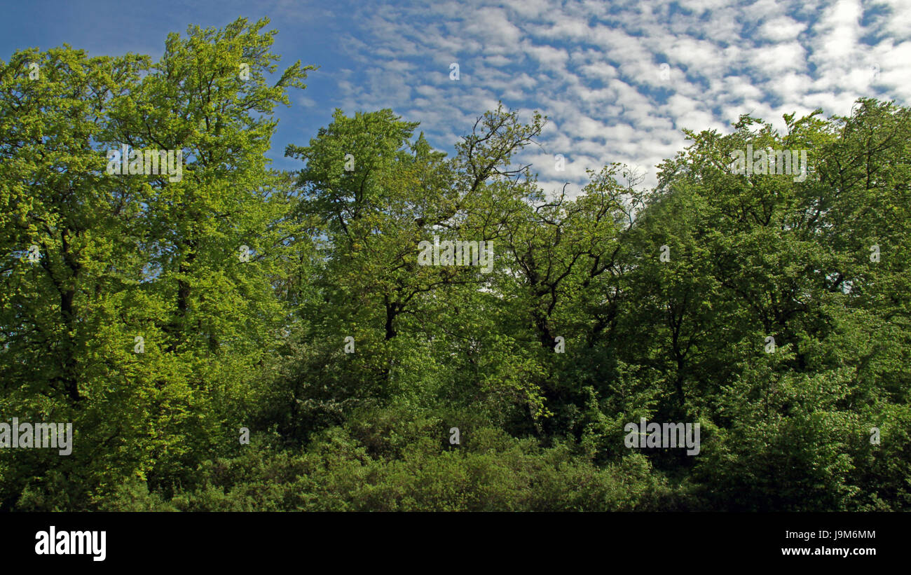 Blu, verde, alberi decidui, bosco di latifoglie, Bush, foresta, blu, lucentezza, Foto Stock