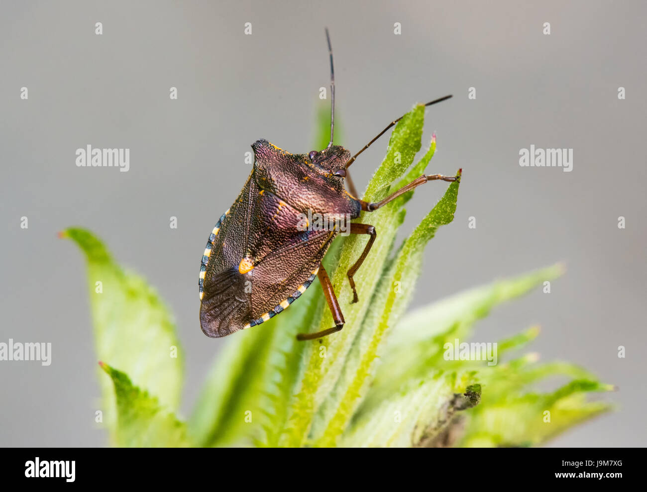 Pentatoma rufipes, rosso-gambe bug di protezione Foto Stock
